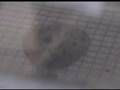 Another quail hatching...