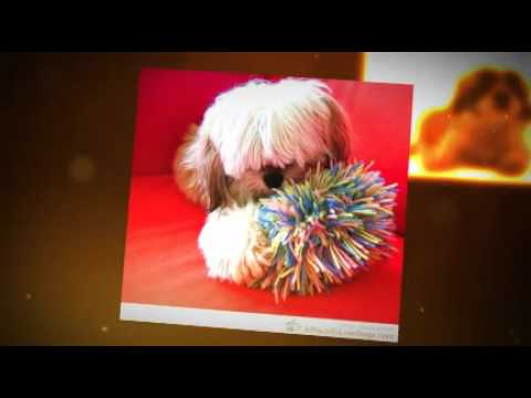 how to care puppy shih tzu