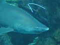 Sand Tiger Shark ???????? Sand Tiger Shark ????????