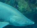 Sand Tiger Shark ＠ボストン水族館