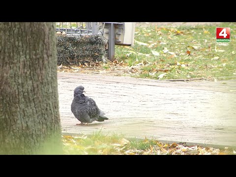 В Беларуси к концу недели похолодает видео