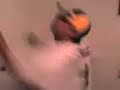 El gibe bailando El gibe bailando