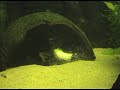 My video about Redclaw shrimp...