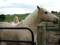 Funny horse