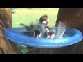 Bird Bath ~ cute Hawaii Wild Birds ! Bird Bath ~ cute Hawaii Wild Birds !