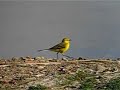 Yellow Wagtail
