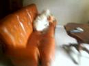 mir� 2 anni