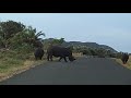 Rhinos on Street at St. Lucia