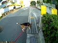 愛犬と散歩
