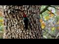videos de Acorn woodpecker with Canon Poweshot SX1 IS