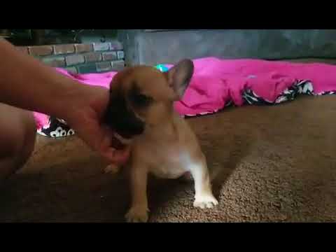Astro Mini Fawn Frenchie