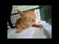 Buttercup-Mum wishes for a good home