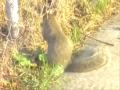 Rocky the Dining Squirrel Rocky the Dining Squirrel