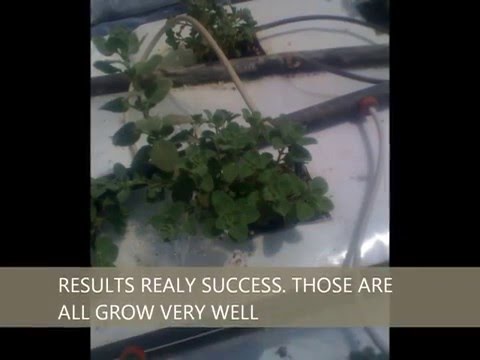 how to grow thyme in singapore