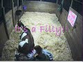 Dallas of Painted Crazy Ranch Foaling Dallas of Painted Crazy Ranch Foaling