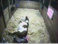 Dallas of Painted Crazy Ranch Foaling