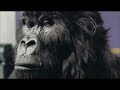 Cadbury's Gorilla vs Cameo 'Word Up' Remix