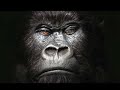 Cadbury's Gorilla vs Cameo 'Word Up' Remix