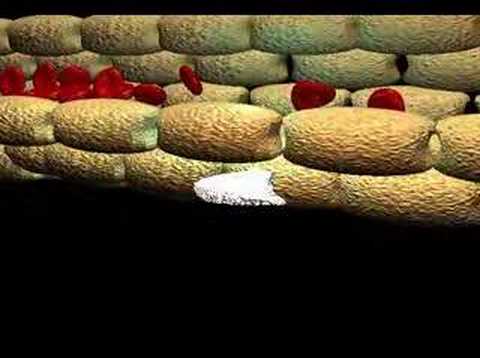 Neutrophil Diapedesis Migration and ...