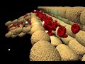 Neutrophil-Adhesion-