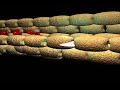 Neutrophil-Adhesion-
