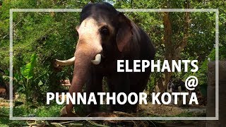 Click to view the video of Punnathoor Kotta