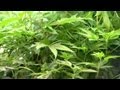 Medical marijuana in Washington