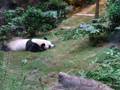 回歸十周年之海洋公園熊貓-樂樂和盈盈