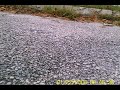 trex500 esp FPV cam