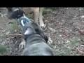 MY MASTIFFS