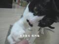 大頭摩摩