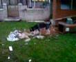 siberian husky mad five minutes