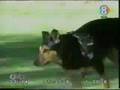 Best DOG Prank Ever!! Betun, The Pervert Dog (ORIGINAL) LoL