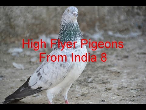 indian pigeon - NOT FOR SELL Pigeon of Khalid Sayed very good quality pigeon from surat gujrat india.