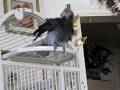 African-grey-KaNicki