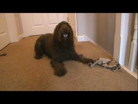 cockapoo