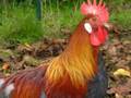 Poule de race Gauloise Dorée