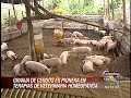 Cria de cerdos con homeopatía