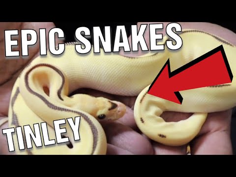 YouTube reptile video