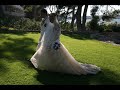 Septi�me partie de la Video Mariage