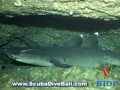 Shark Cave at Gili Biaha, Bali Shark Cave at Gili Biaha, Bali