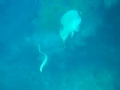 Yongala Sea Snake