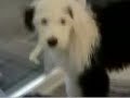 Jasper Part II - the Jumping Sheepdog (after a bath)