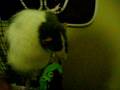 videos de Cute Dumbo Rats