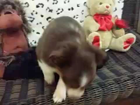 Beautiful Mini Aussie Female Puppy!