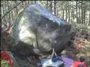 Fontainebleau bouldering - Karma Gai (7b+) Fontainebleau bouldering - Karma Gai (7b+)
