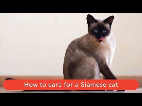 How to care for a Siamese cat || How to take care a Siamese cat