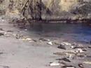 Seals at The Sea Ranch