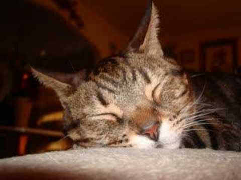 Brown Nosing Cat takes a Whiff.