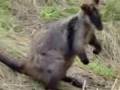 kangoroo